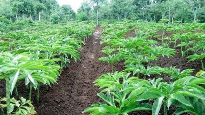 Perkebunan tanaman porang (Amorphophallus muelleri) yang rapi dan terawat
