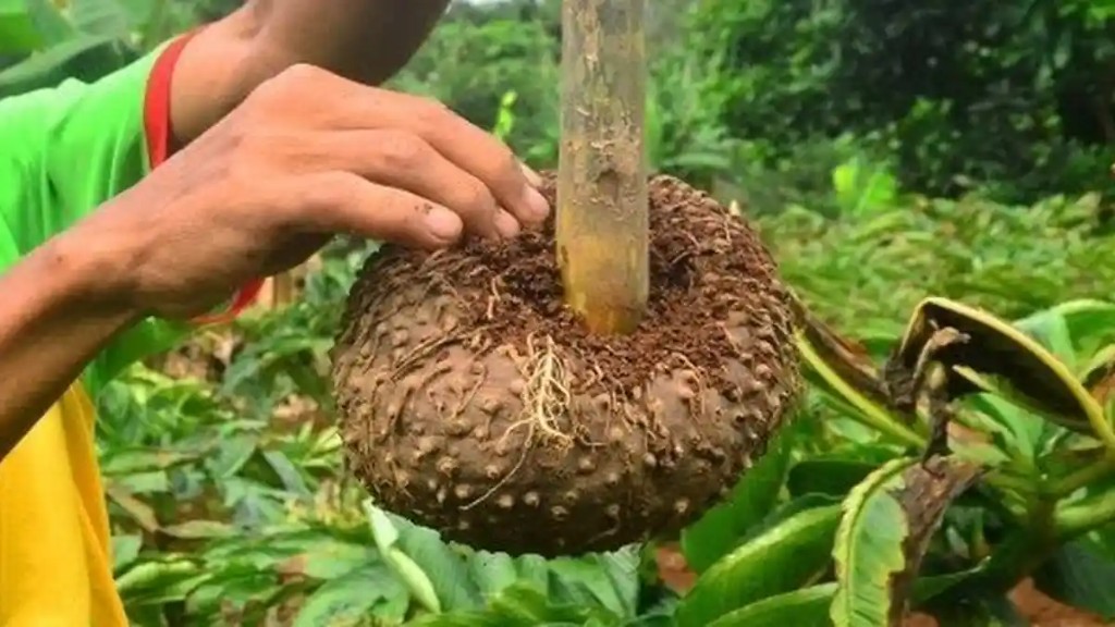 Umbi bibit porang berkualitas sedang diperiksa untuk seleksi
