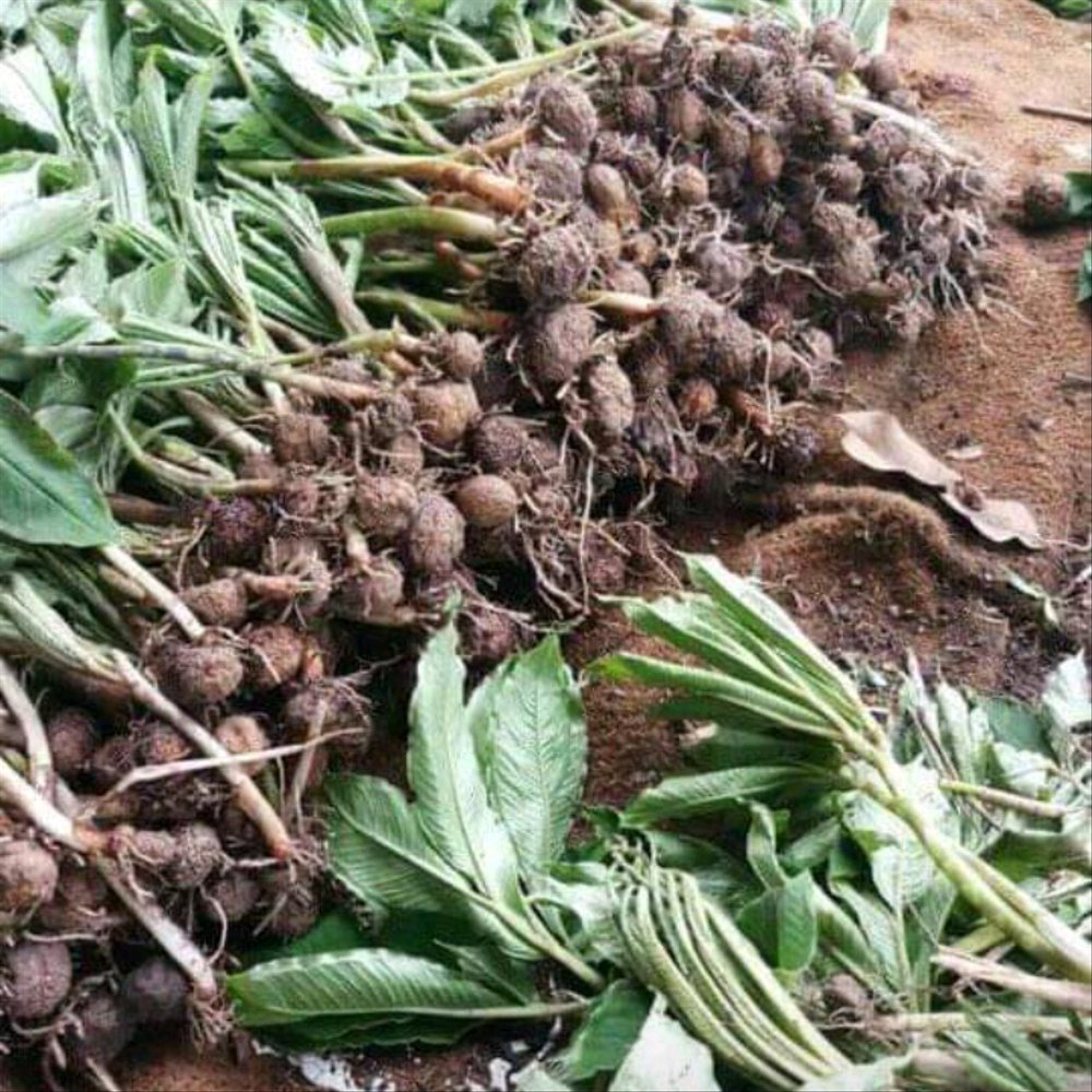 Hasil panen umbi bibit porang siap dinilai kualitasnya